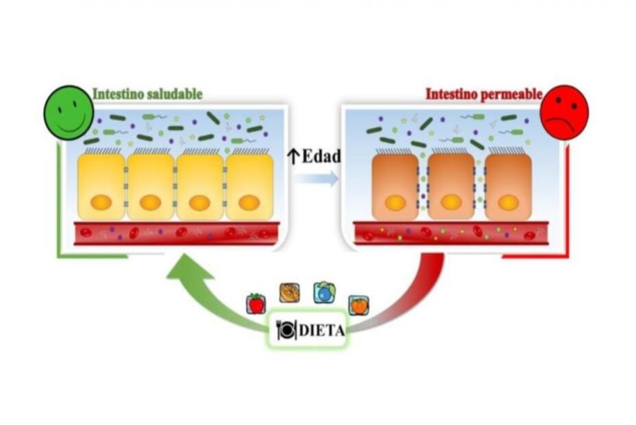 polifenoles riesgo cardiovascular