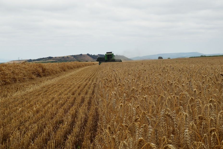 Los cereales son la cuarta partida más relevante en las importaciones españolas de estos dos países. Foto: Europa Press