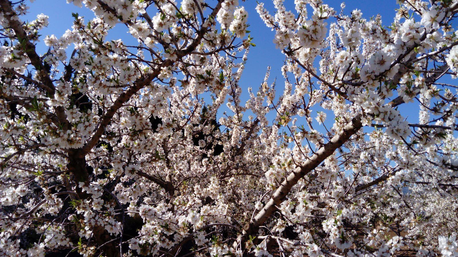 Mula se viste con la flor de sus almendros