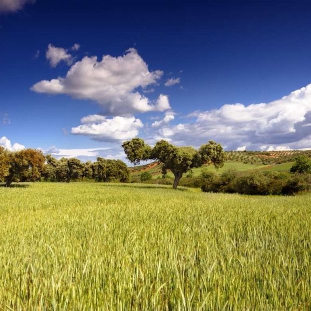 La Comunidad de Madrid colabora con la producción agroalimentaria ecológica y la sostenibilidad . Foto: Europa Press