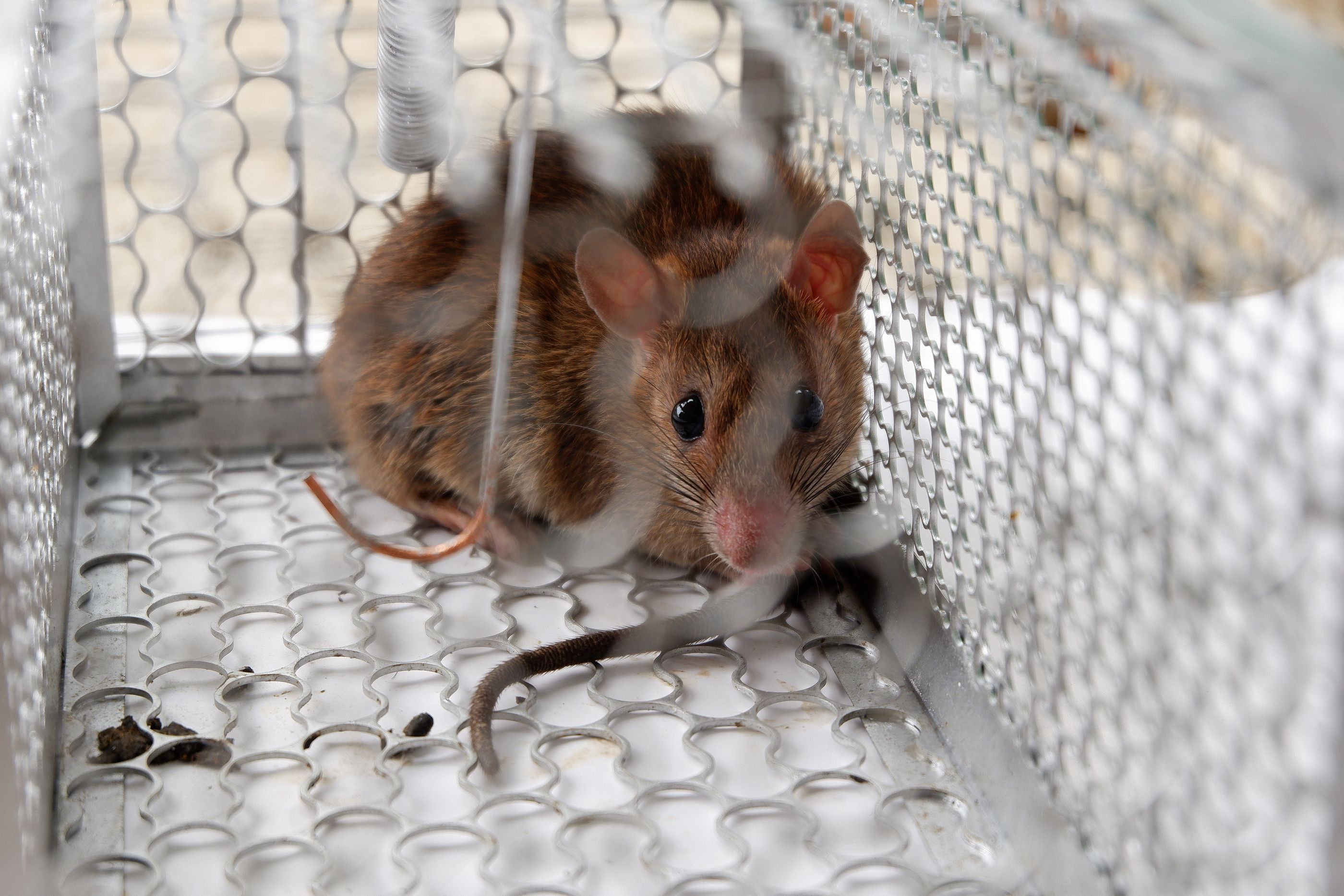 Un equipo de científicos consigue revertir el proceso de envejecimiento en ratones