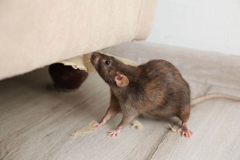 bigstock Rat Near Damaged Furniture Ind 368811871