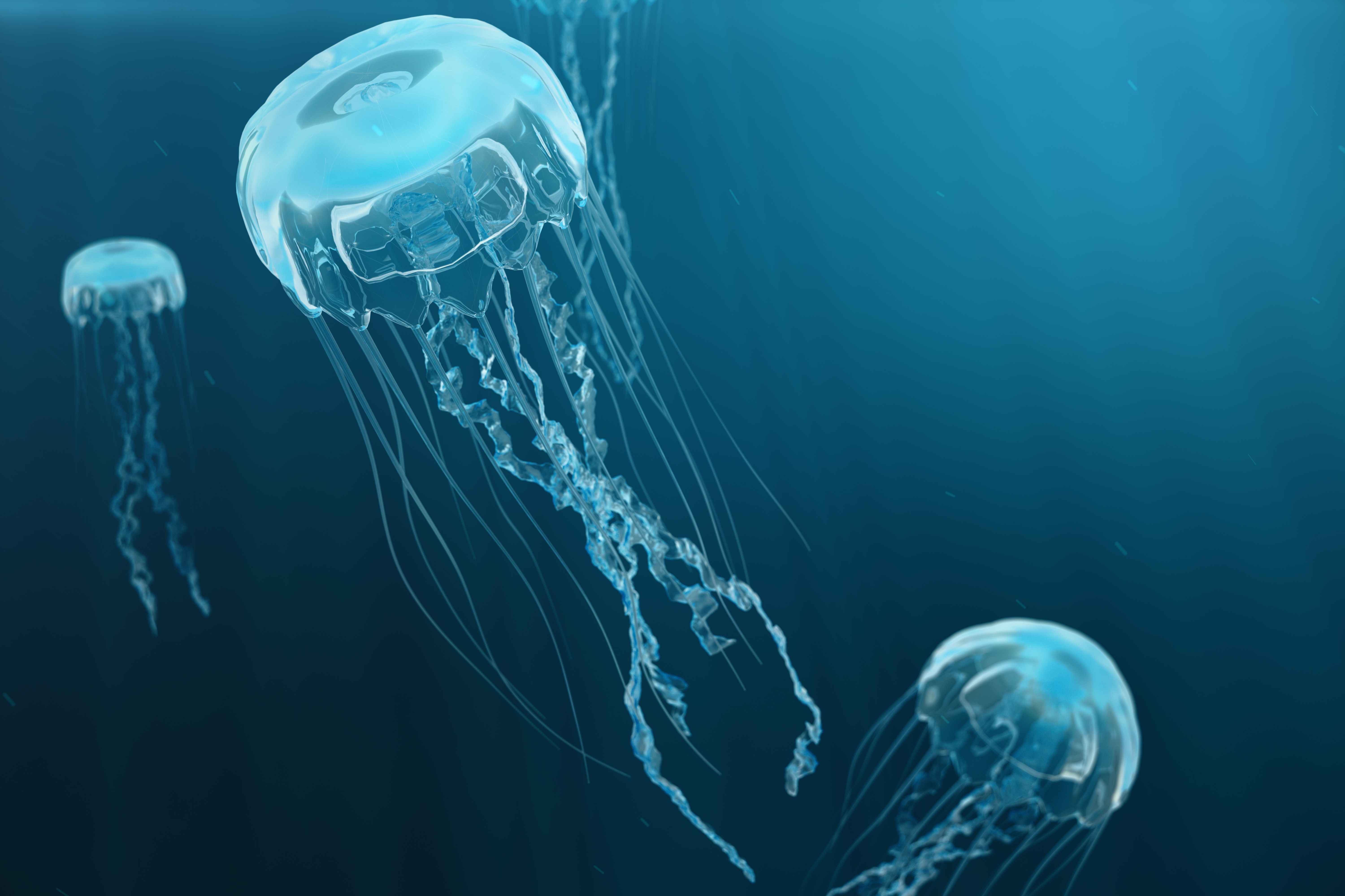 Descubre cómo actuar si te pica una medusa en la playa