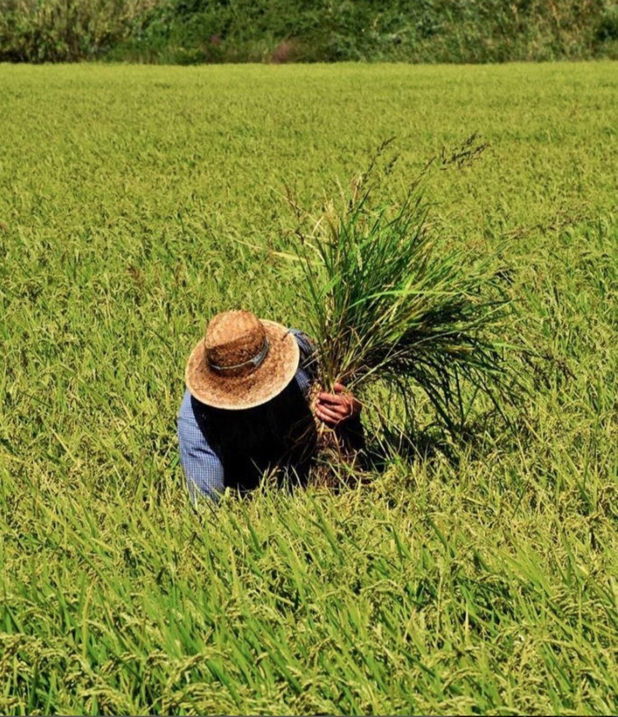 Calasparra Arroz, casco antiguo y naturaleza