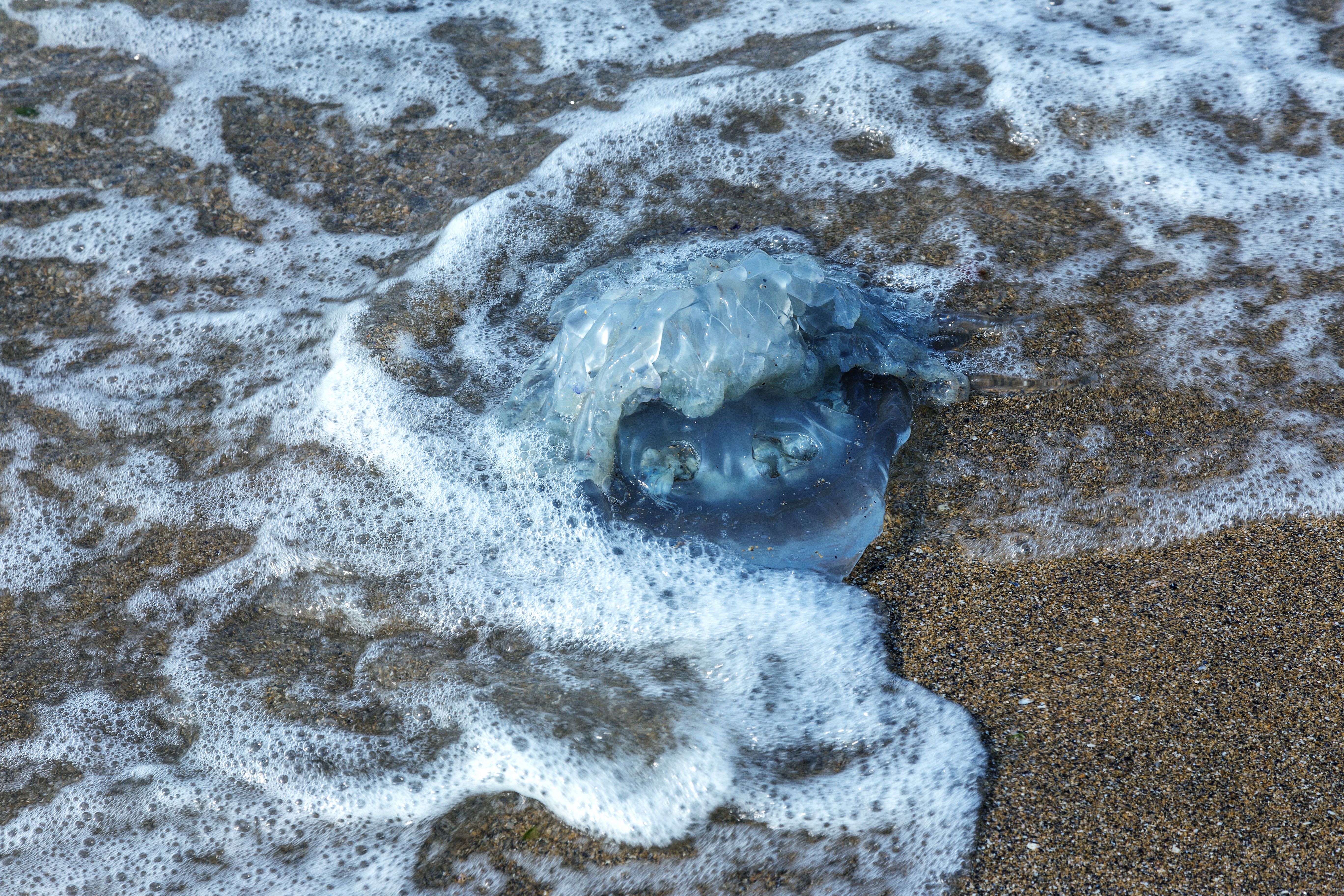 Desarrollan una aplicación para anticipar la llegada de medusas a las playas de la Costa del Sol