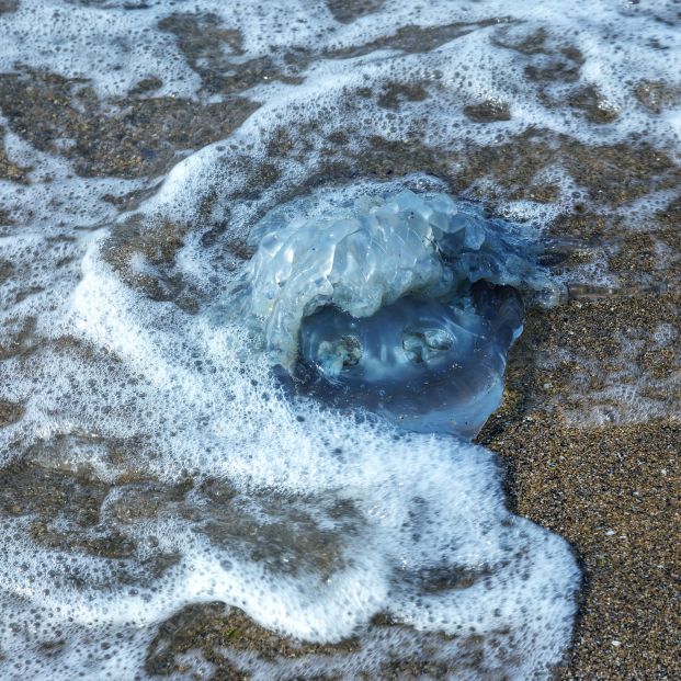 Medusas en la playa