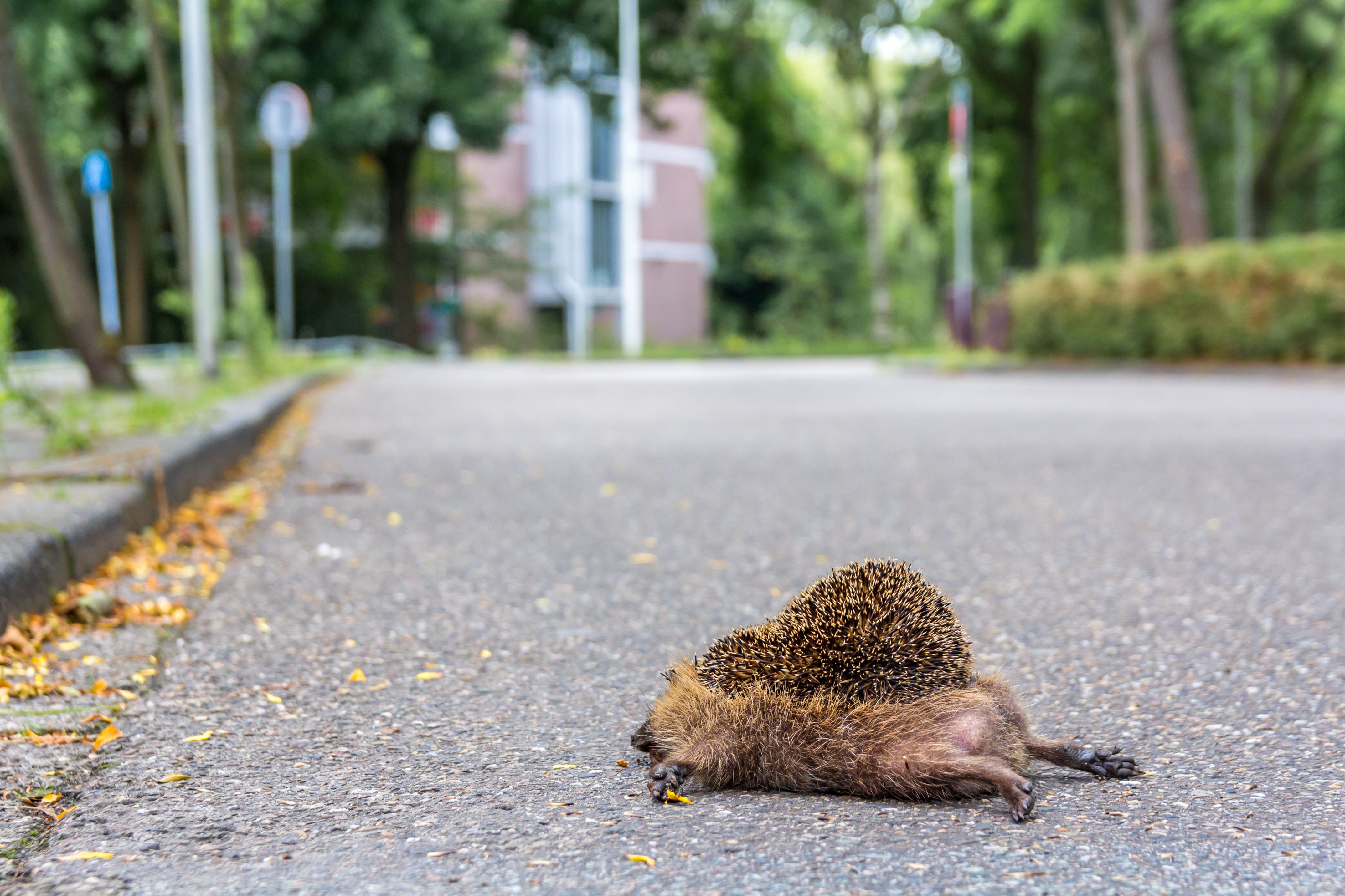 Qué hacer si encuentras un animal herido en la calle