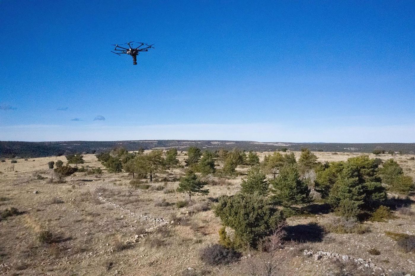 Iberdrola reforesta con  más de 2 millones de árboles en los últimos dos años