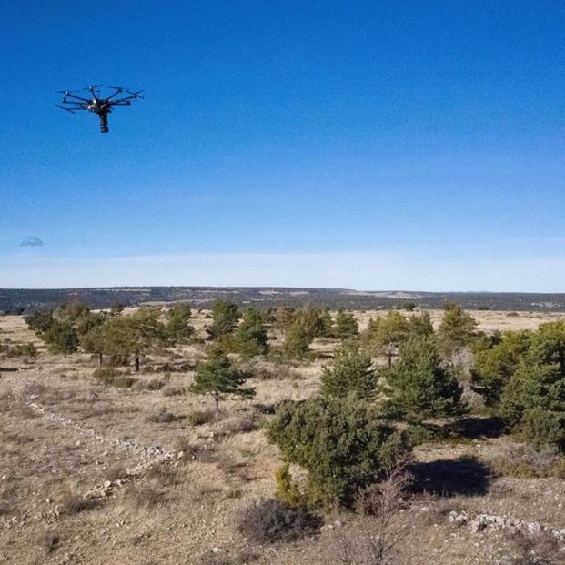 Iberdrola reforesta con  más de 2 millones de árboles en los últimos dos años