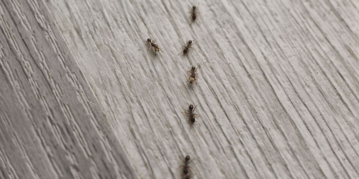 Las hormigas pueden sentir rencor, revela nuevo estudio Las hormigas pueden sentir rencor, revela nuevo estudio