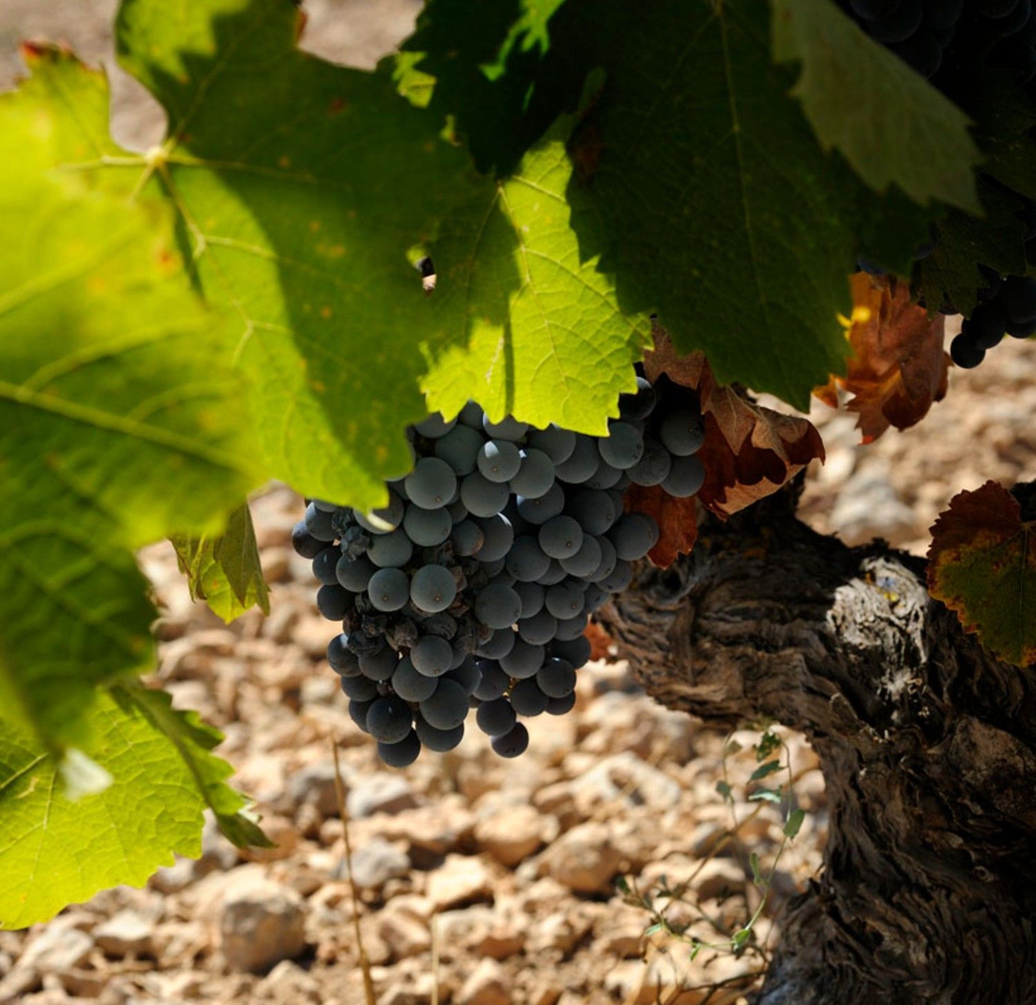 Murcia promociona la marca 'Reino de la Monastrell' en la feria internacional FINE Wine Expo 2022