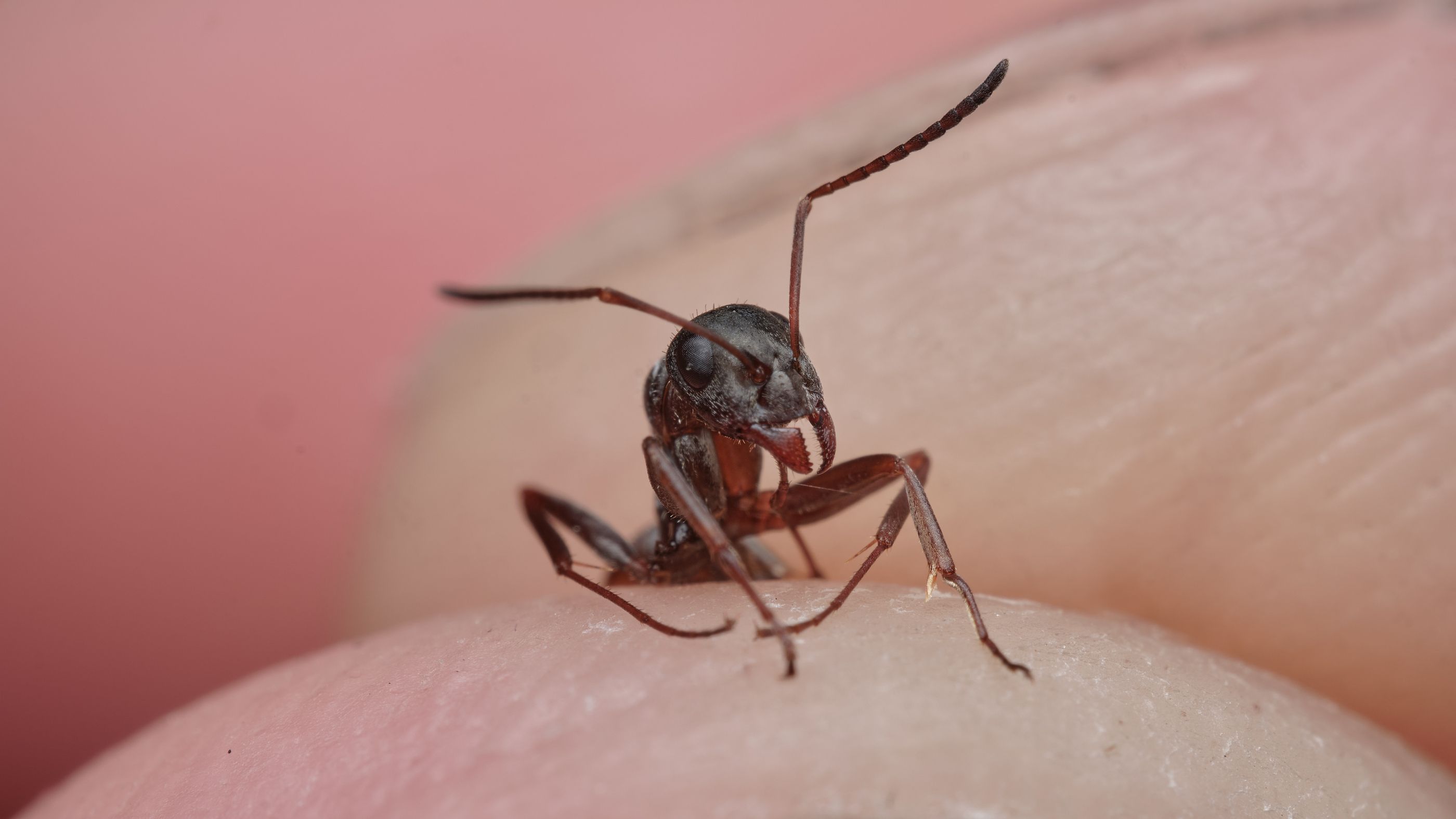 Hormigas "invencibles": así lograron crear su sociedad y evolucionar gracias a este supergen