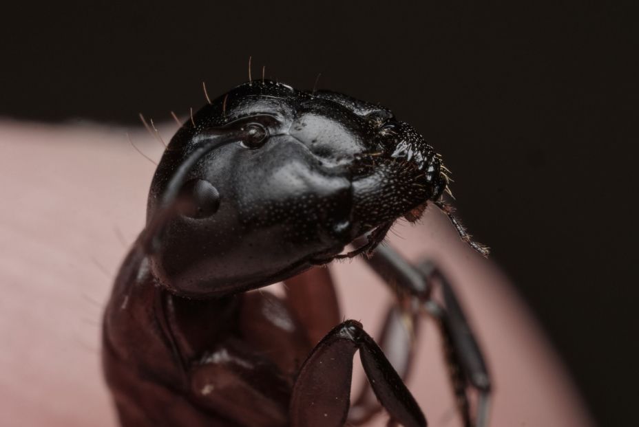 bigstock Ant Close up Between The Toes  434479562