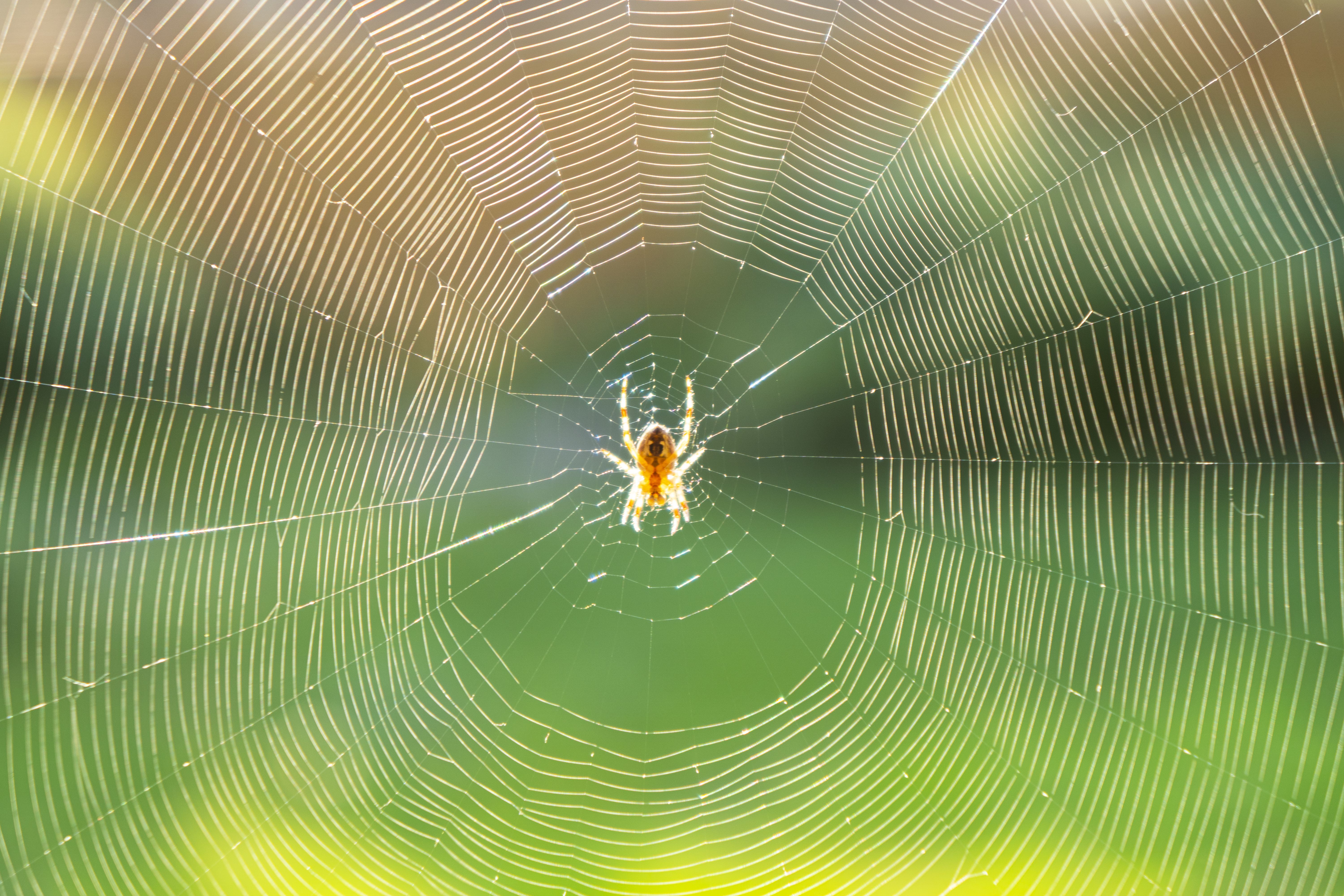 La seda de araña, una inesperada aliada en la lucha contra el cáncer. Foto: Bigstock