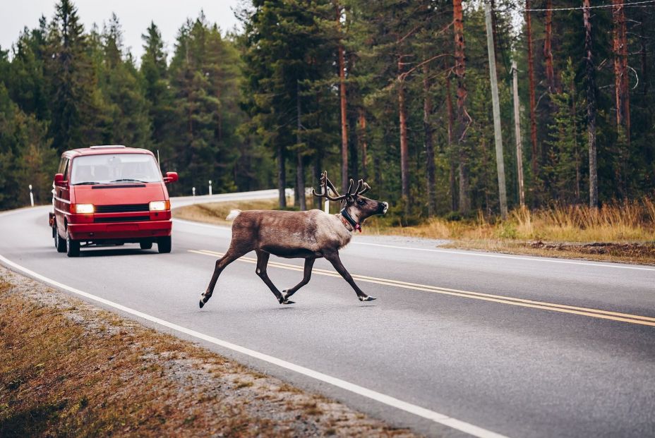 Qué hacer si atropellas a un animal con el coche