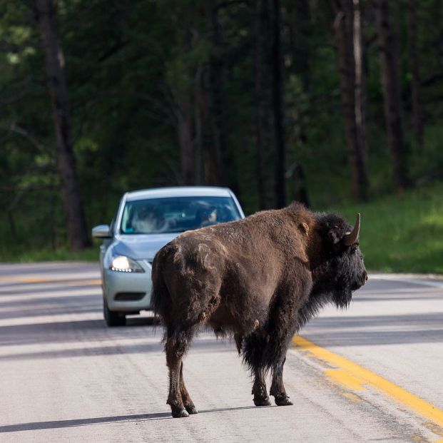 buffalo animales coche