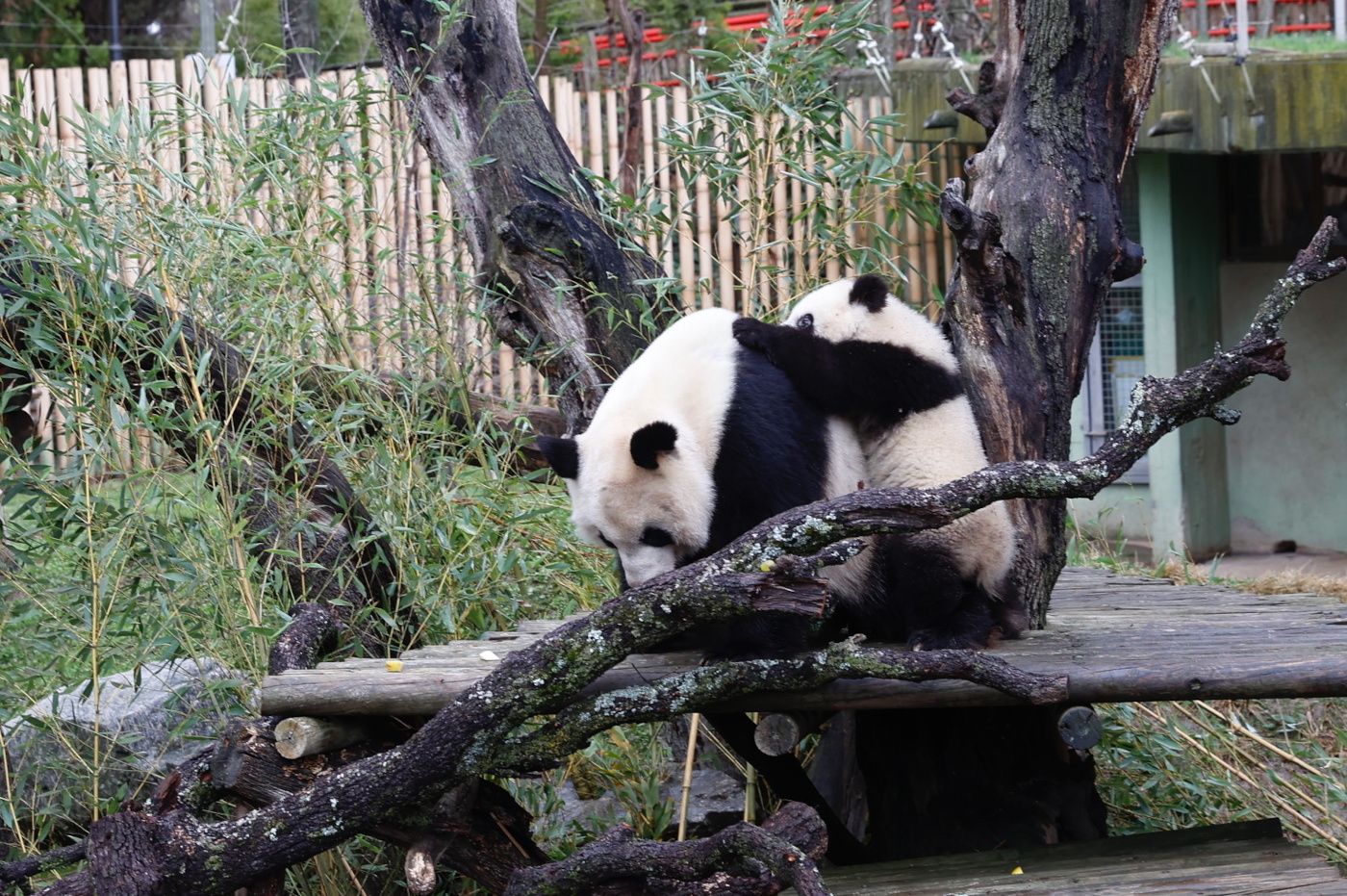 El Zoo de Madrid celebra sus 50 años con dos nuevos pandas y Chu-Lin en el recuerdo