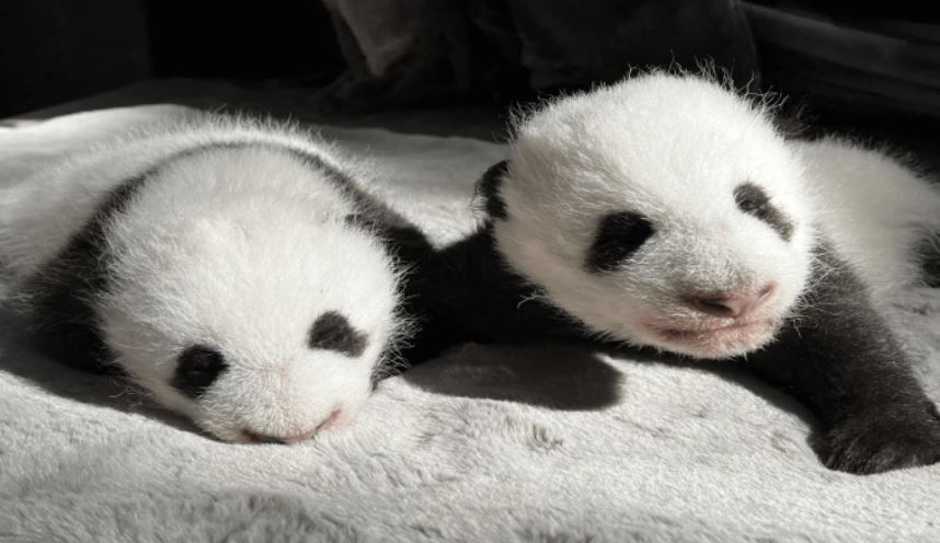 El Zoo de Madrid celebra sus 50 años con dos nuevos pandas y Chu-Lin en el recuerdo