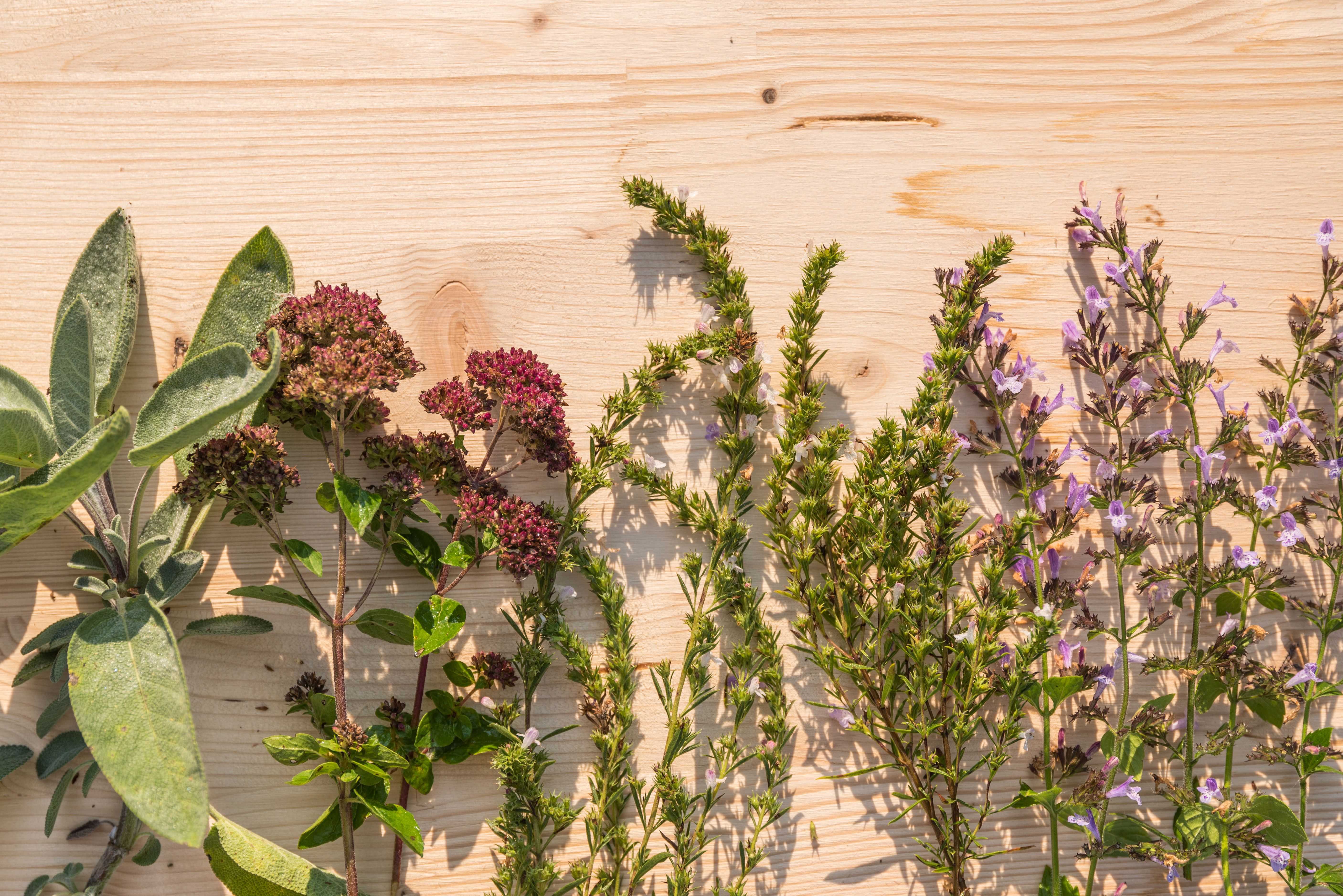 Destilación de plantas aromáticas en el mercadillo de Zacatín