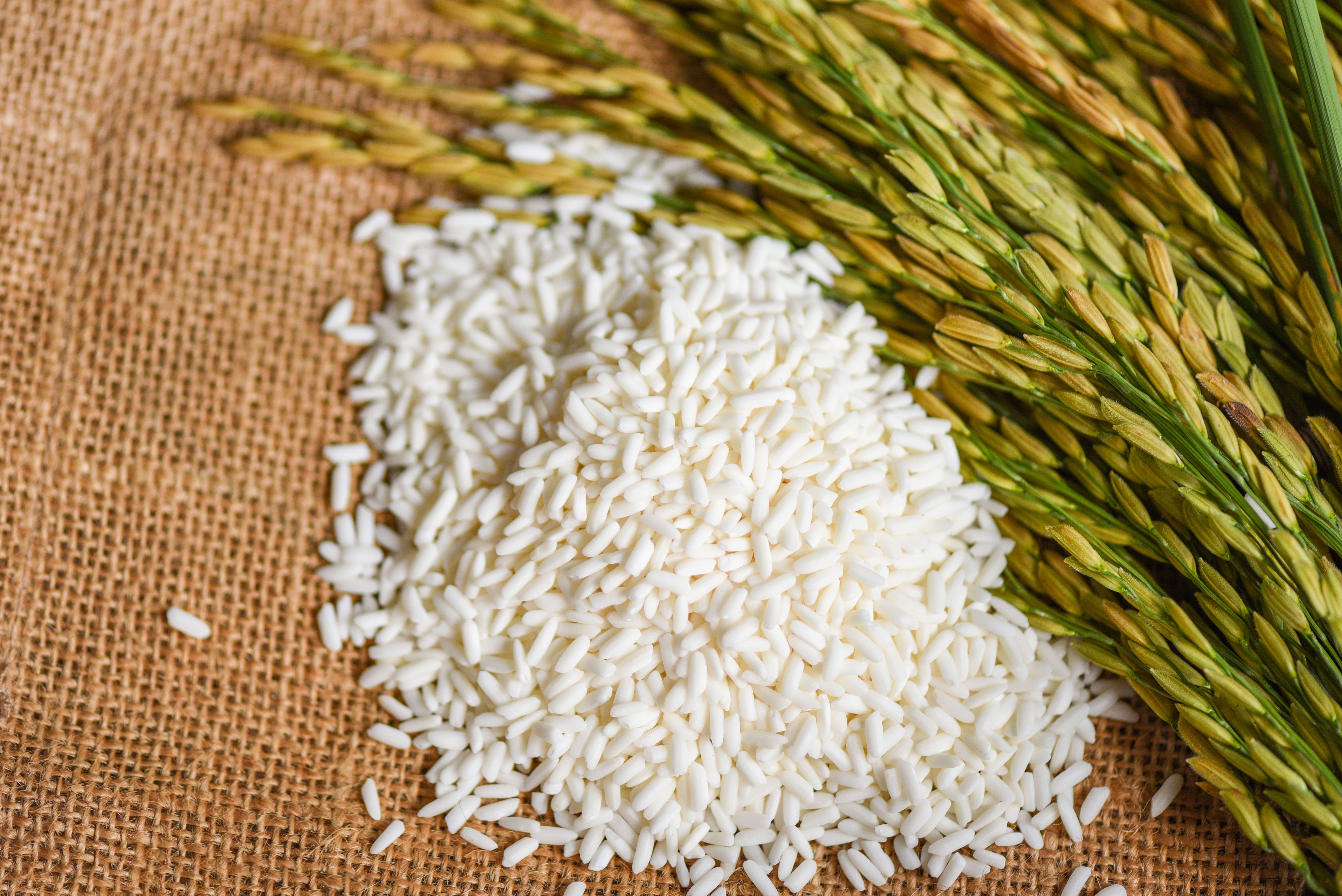 El primer arroz en el mundo que consiguió la Denominación de Origen