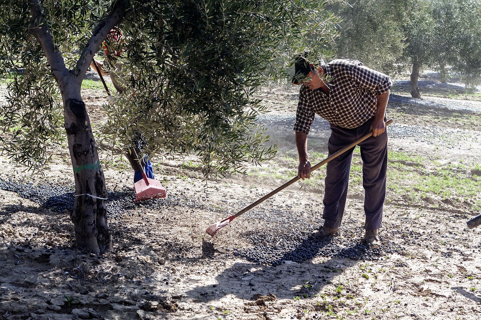 El campo envejece: la edad media de los agricultores es de 61 años y casi un 67% tiene más de 55. Foto:bigstock