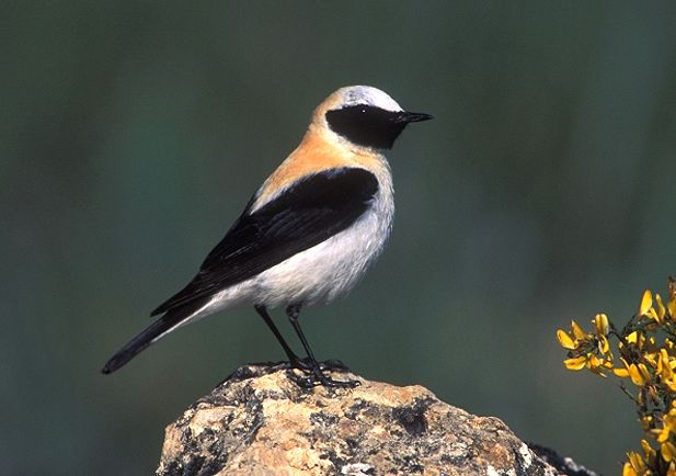 622 especies componen la nueva 'Lista de las aves de España'