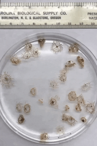 Científicos alertan de la propagación de pequeñas medusas venenosas a nivel mundial