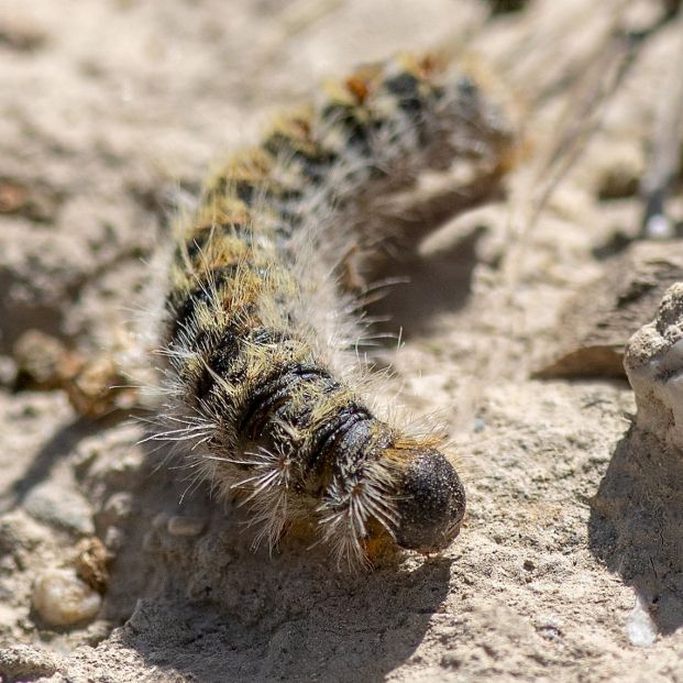 oruga procesionaria oruga procesionaria
