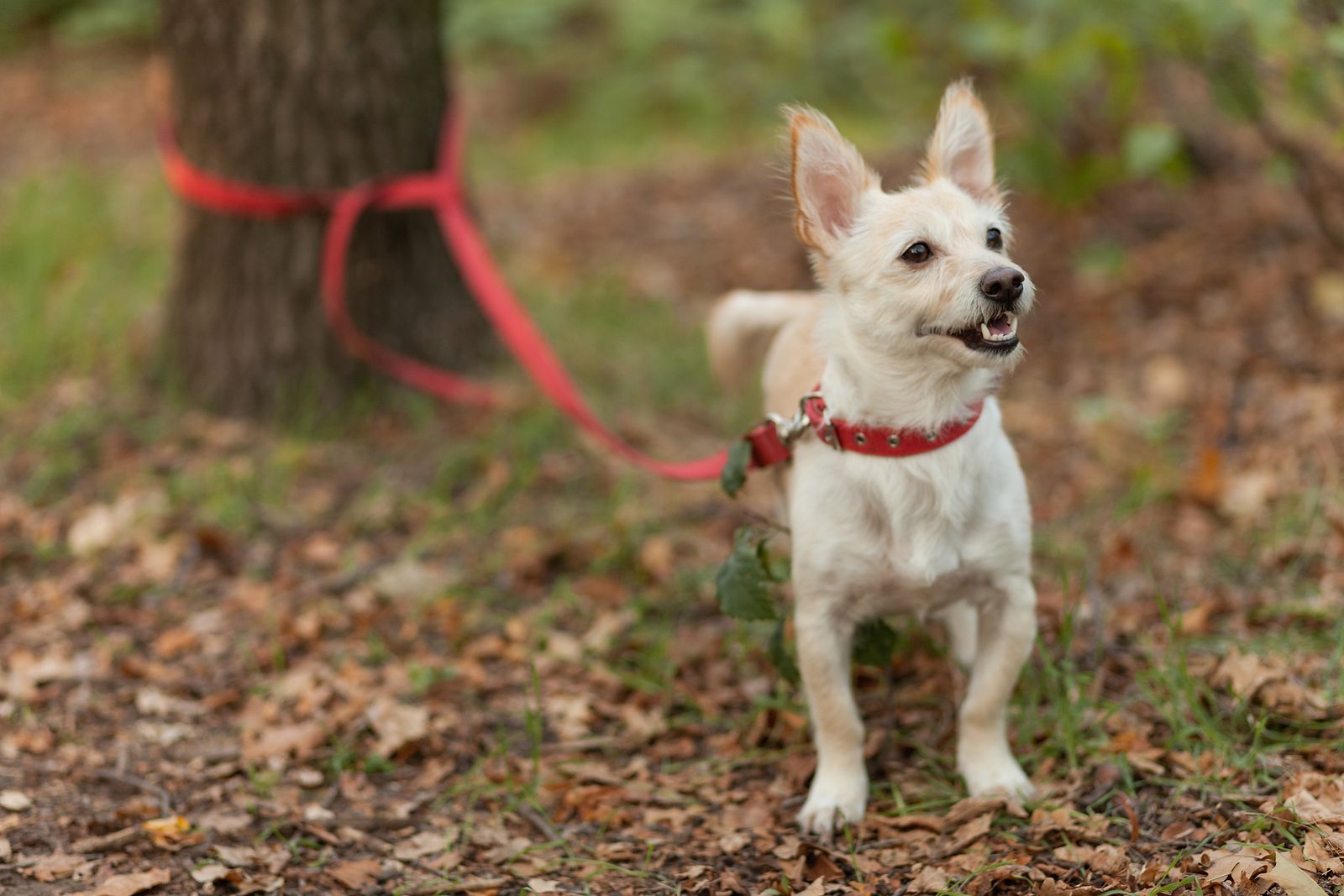 El olfato: un estudio muestra por qué los perros 'ven' con su nariz