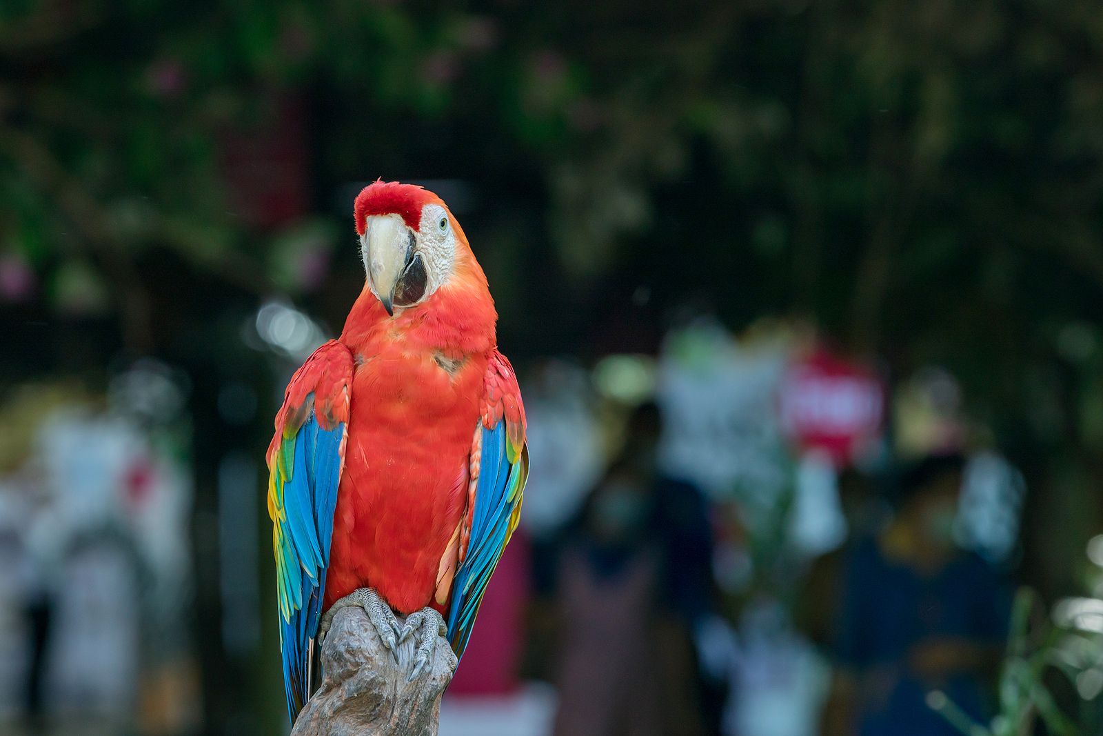 El curioso caso de los loros y su longevidad extrema