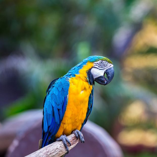 loros longevidad extrema loros longevidad extrema