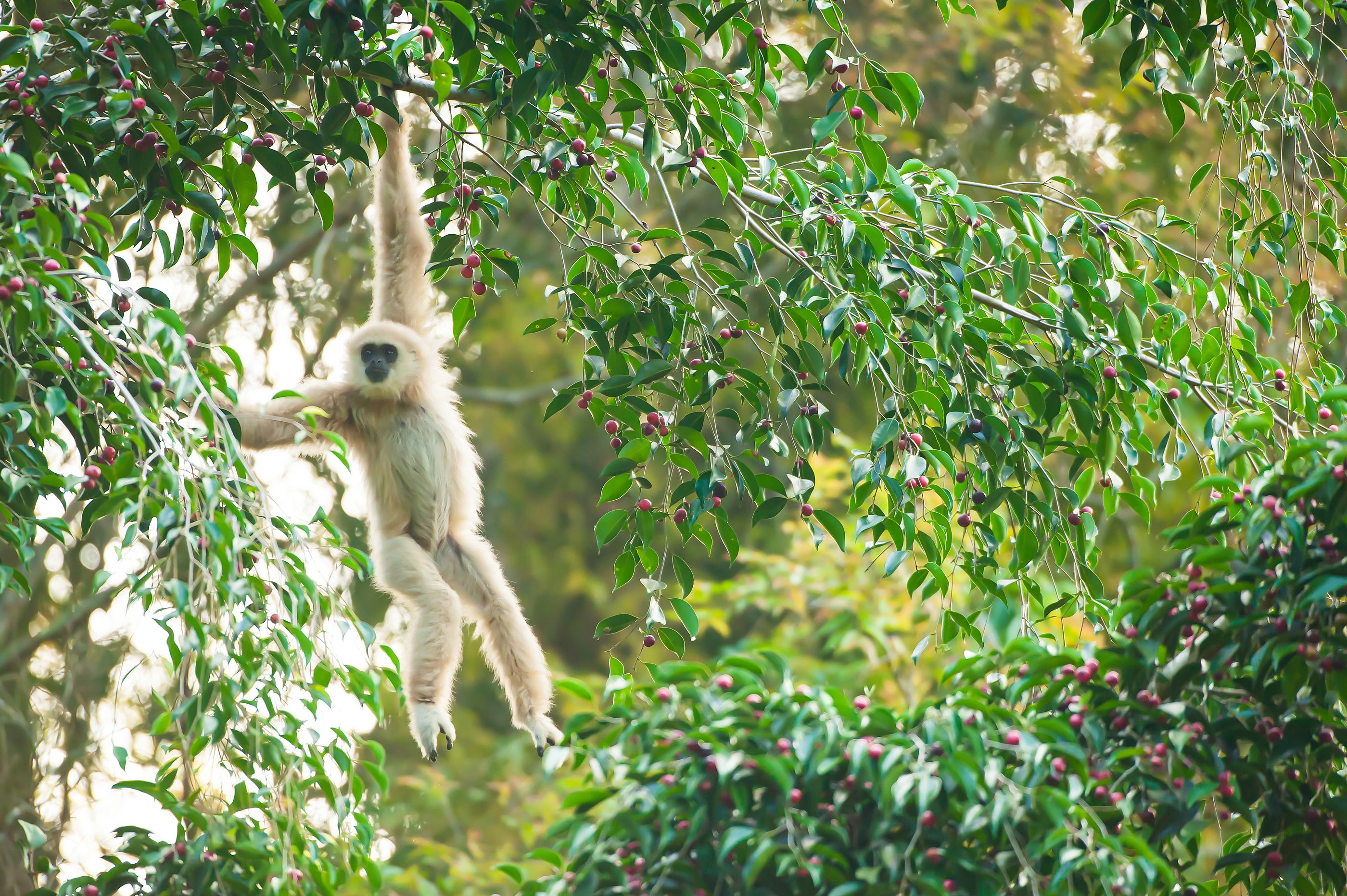 Los monos podrían tener la culpa de la atracción humana por el alcohol. bigstock A Lar Gibbon Or White handed G 451042531