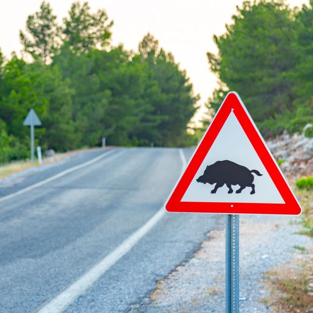 bigstock Boar Crossig Sign With Copy Sp 313137466 bigstock Boar Crossig Sign With Copy Sp 313137466
