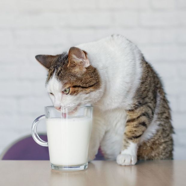 Gato bebiendo leche Gato bebiendo leche