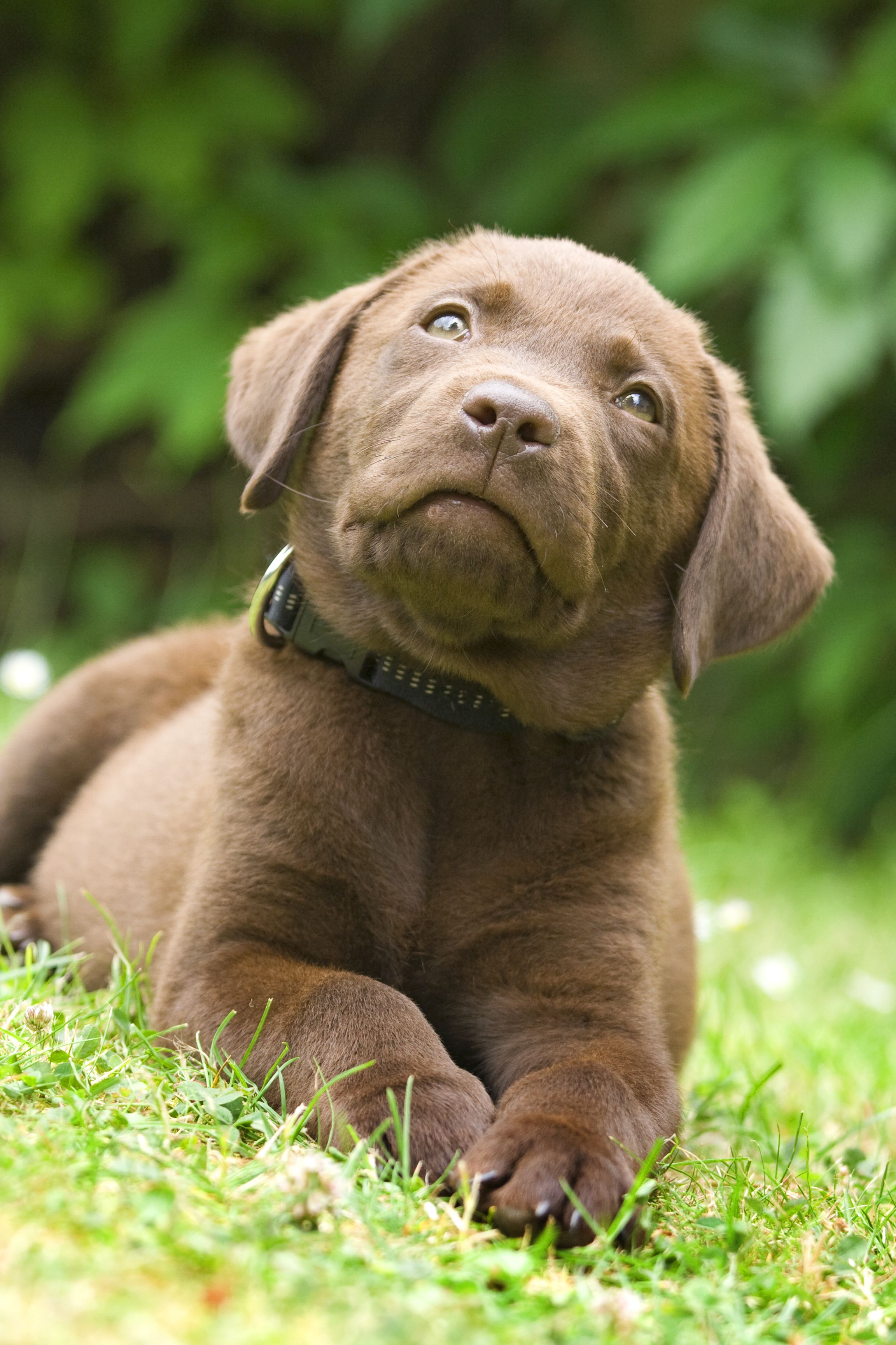 Nadie puede resistirse a la mirada cachorro. bigstock Puppy  Labrador Retriever 47303239
