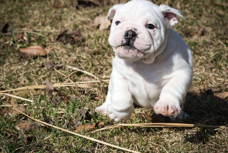 El motivo por el que nadie puede resistirse a la mirada tierna de un cachorro bigstock english bulldog pupy running o 65493613